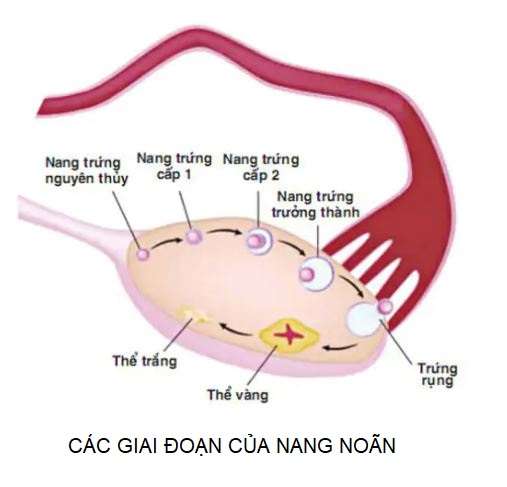 các giai đoạn phát triển của nang noãn