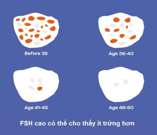 biểu hiện của chất lượng trứng kém theo tuổi tác